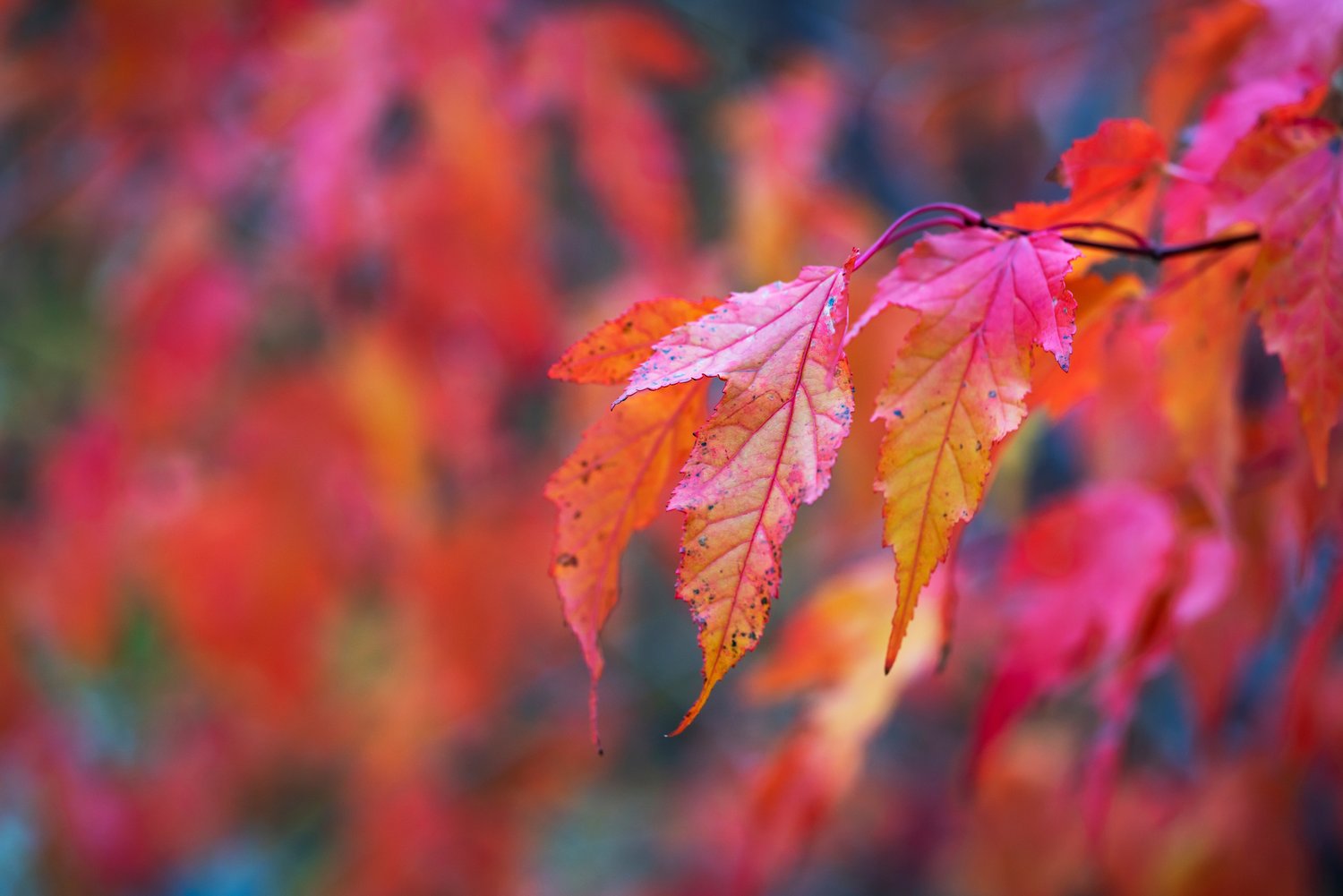 Acer tataricum ssp. ginnala, 50-80 cm