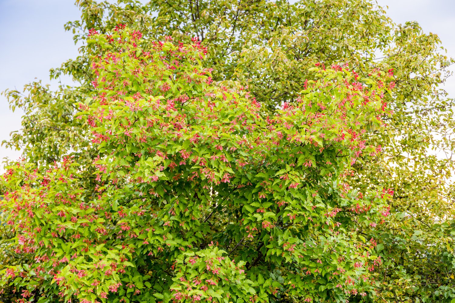 Acer tataricum ssp. ginnala, 50-80 cm