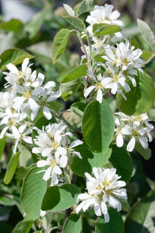 Amelanchier alnifolia, 50-80 cm