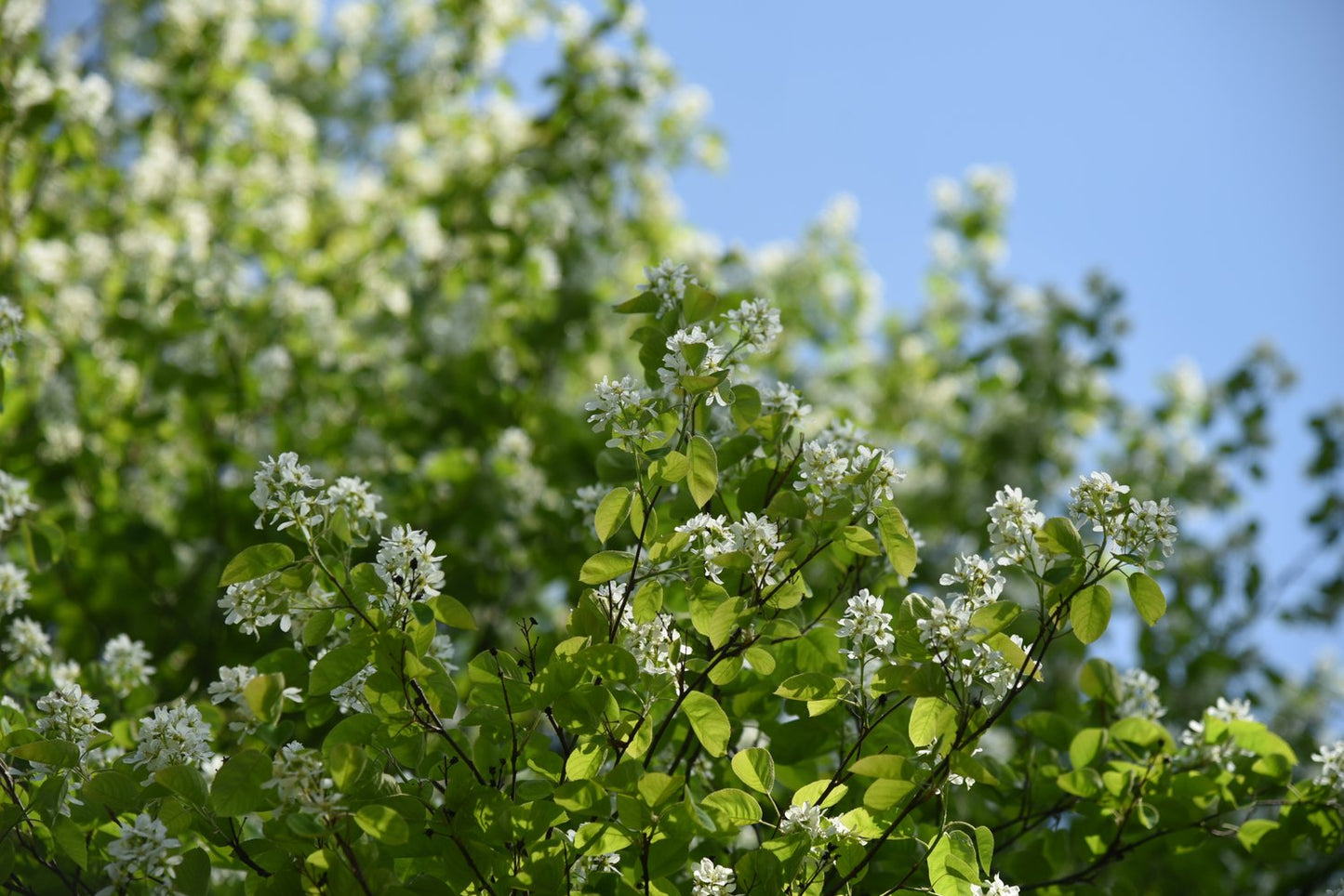 Amelanchier alnifolia, 50-80 cm