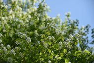 Amelanchier alnifolia, 50-80 cm