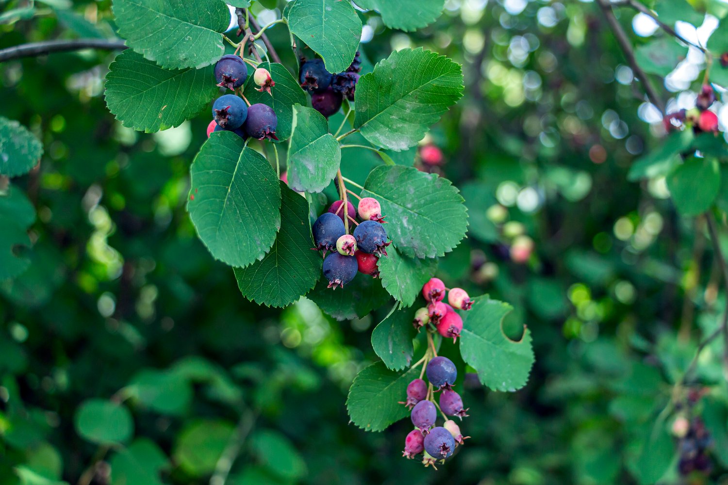 Amelanchier alnifolia, 50-80 cm
