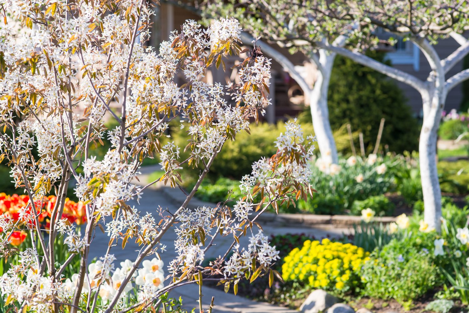 Amelanchier lamarckii, 50-80 cm