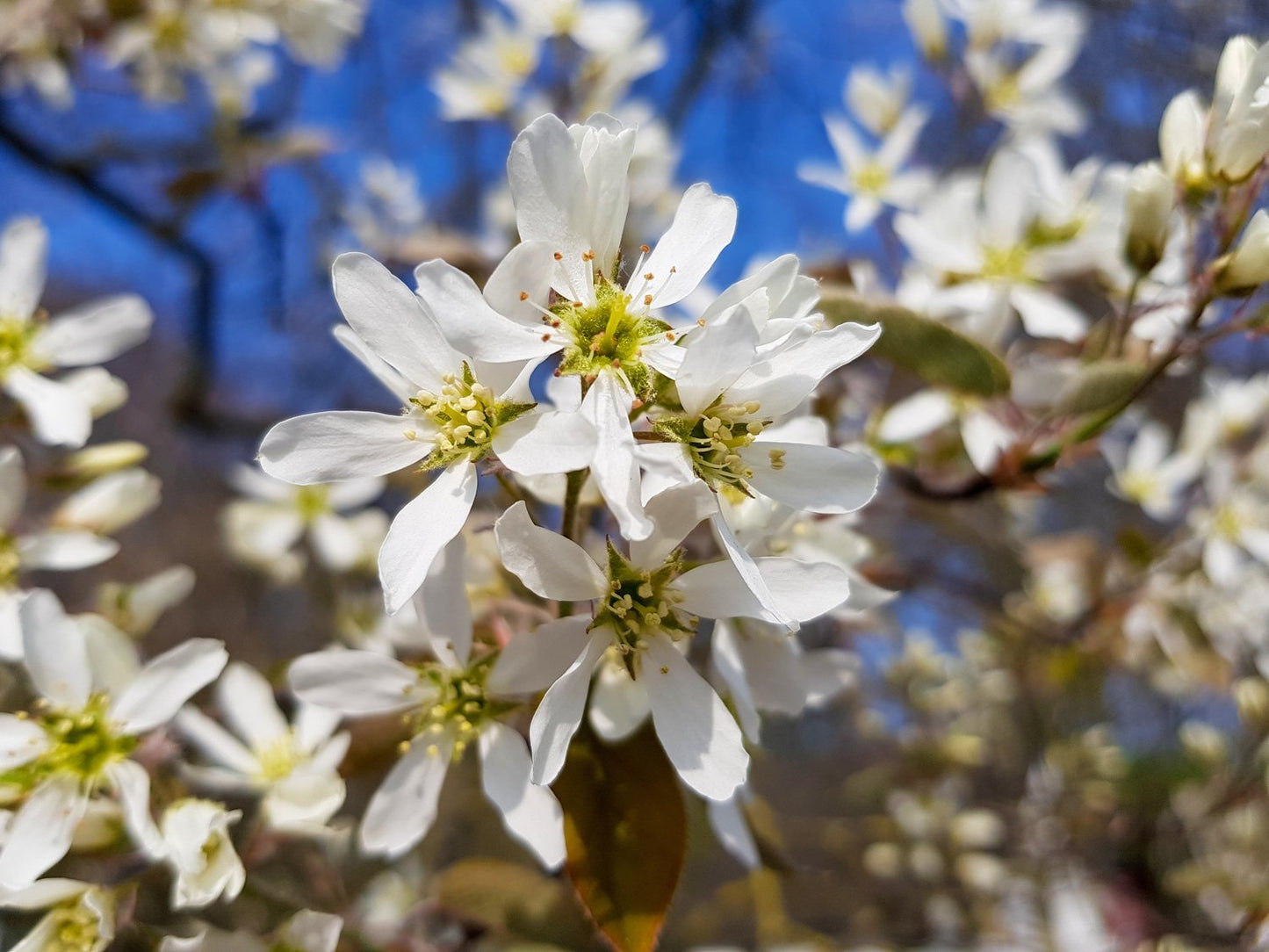 Amelanchier lamarckii, 50-80 cm