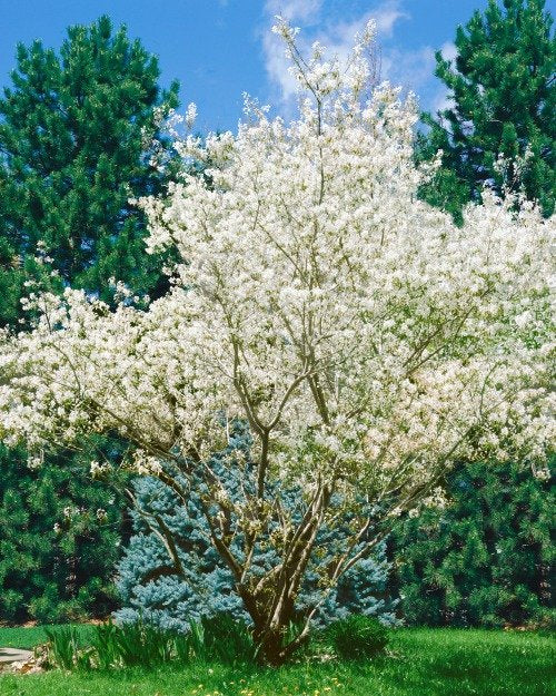 Amelanchier lamarckii, 50-80 cm