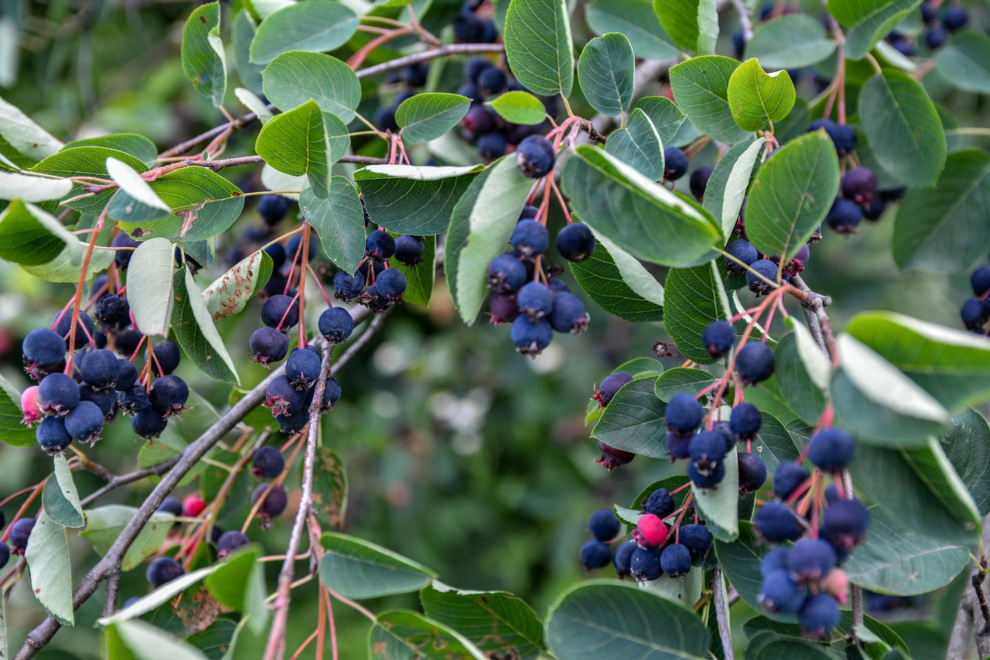 Amelanchier lamarckii, 50-80 cm