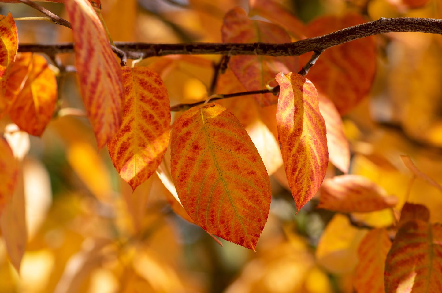 Amelanchier lamarckii, 50-80 cm