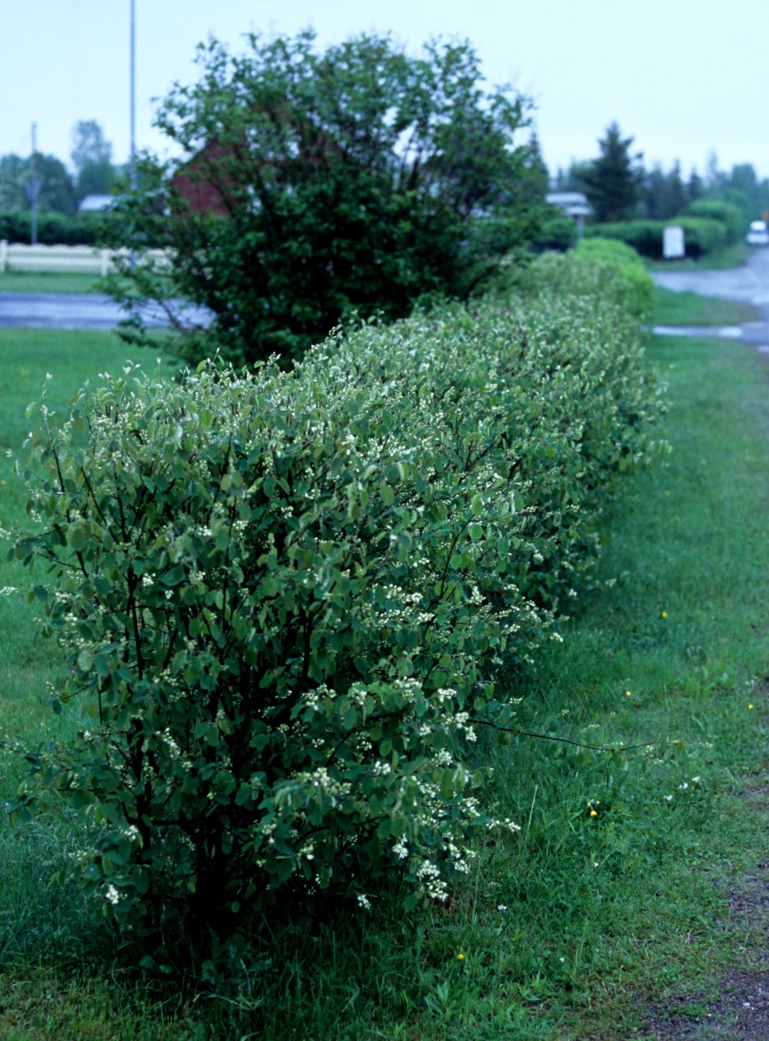 Amelanchier spicata, 50-80 cm