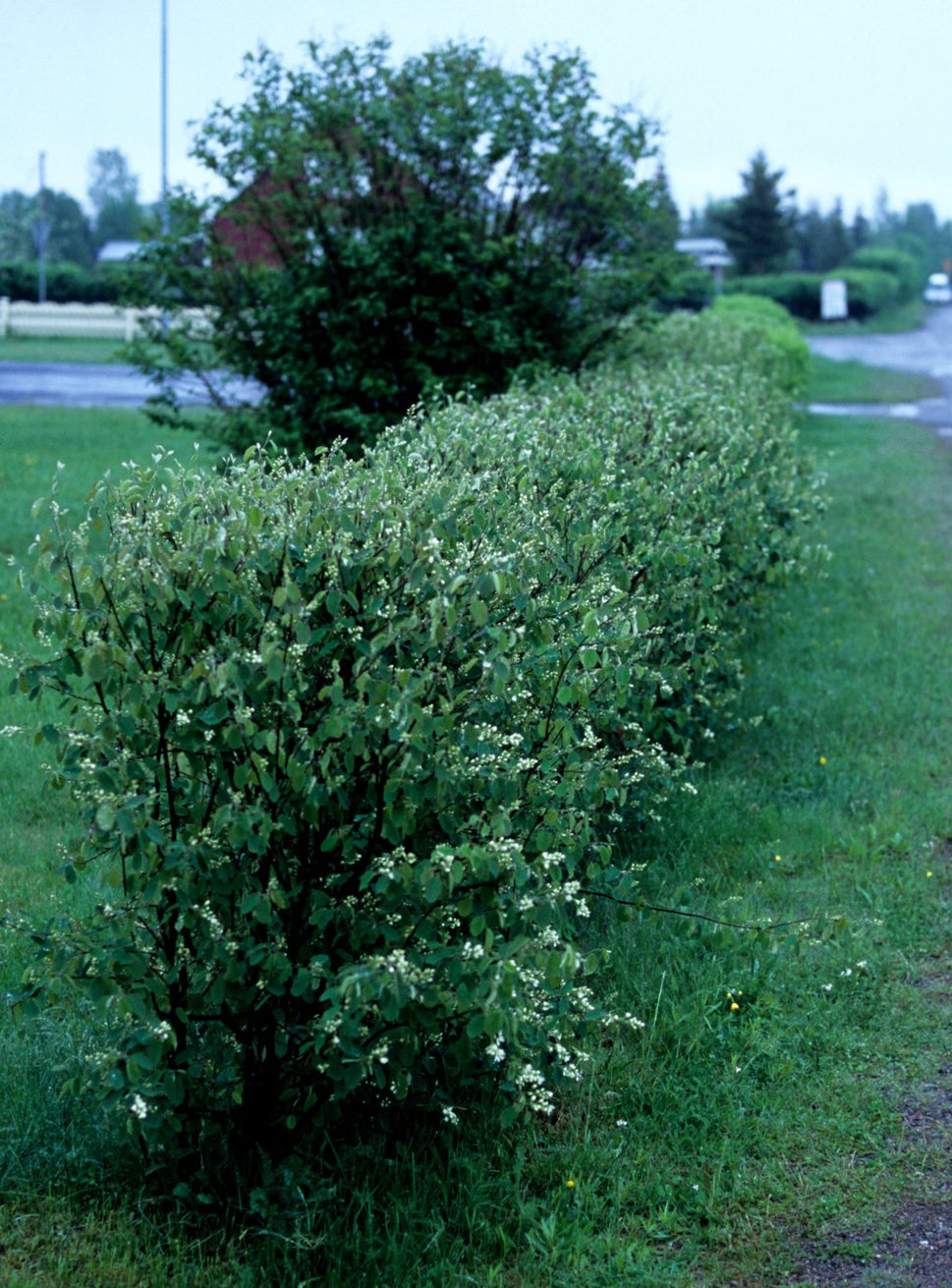 Amelanchier spicata, 50-80 cm