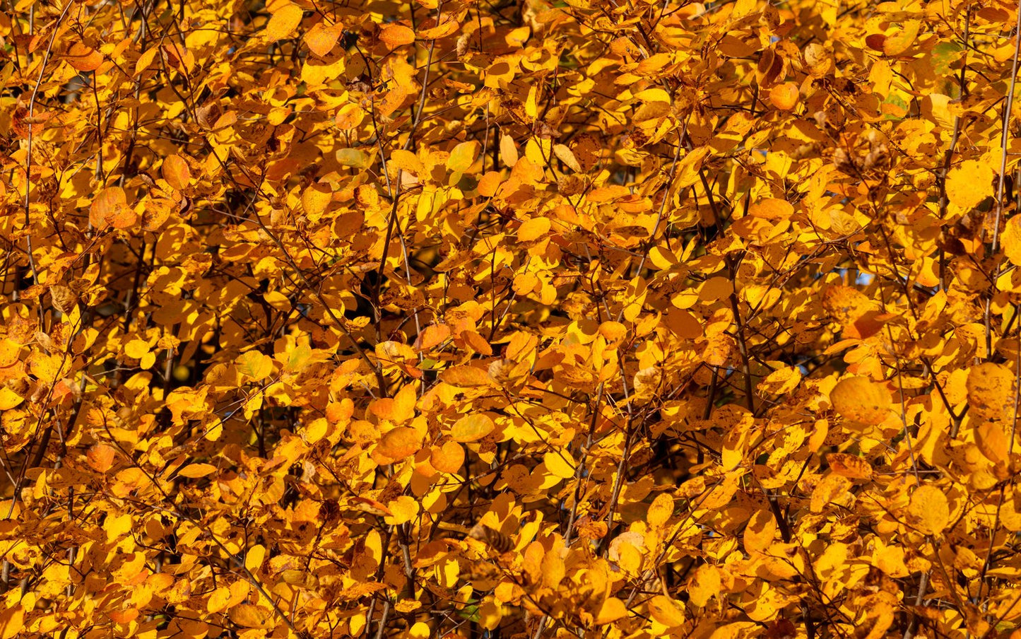 Amelanchier spicata, 50-80 cm
