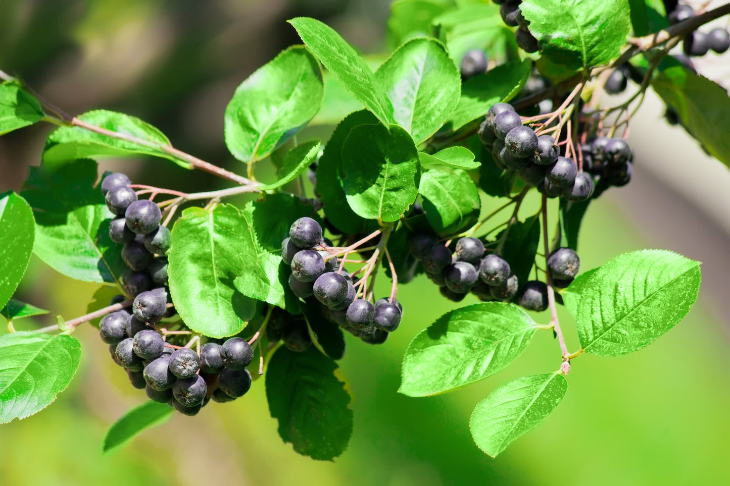 Aronia x prunifolia 'Elata', 30-50 cm