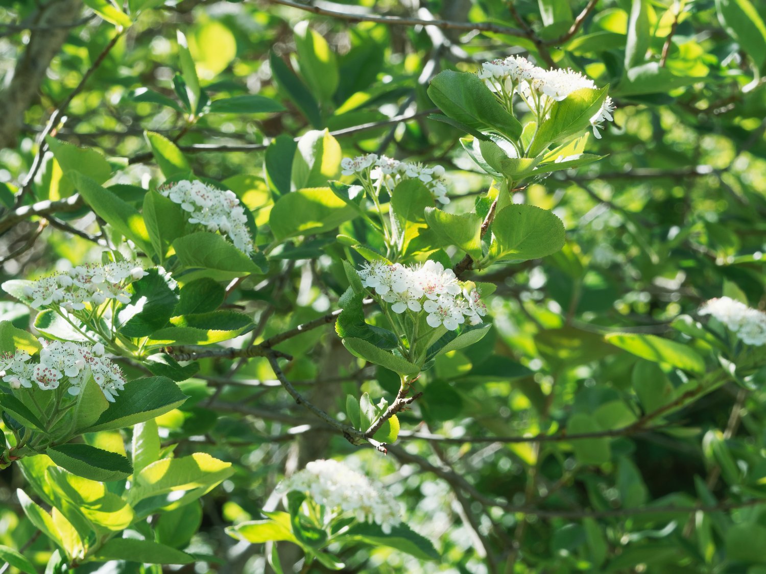 Aronia x prunifolia 'Elata', 30-50 cm