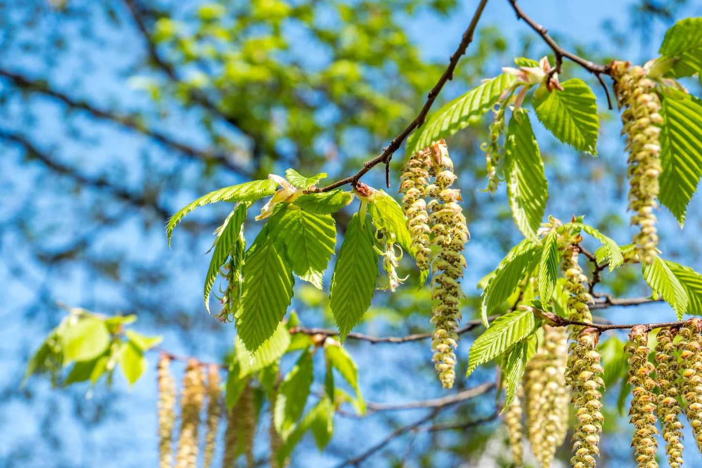 Betula pendula, 60-100 cm