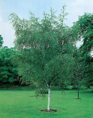 Betula pendula, 60-100 cm