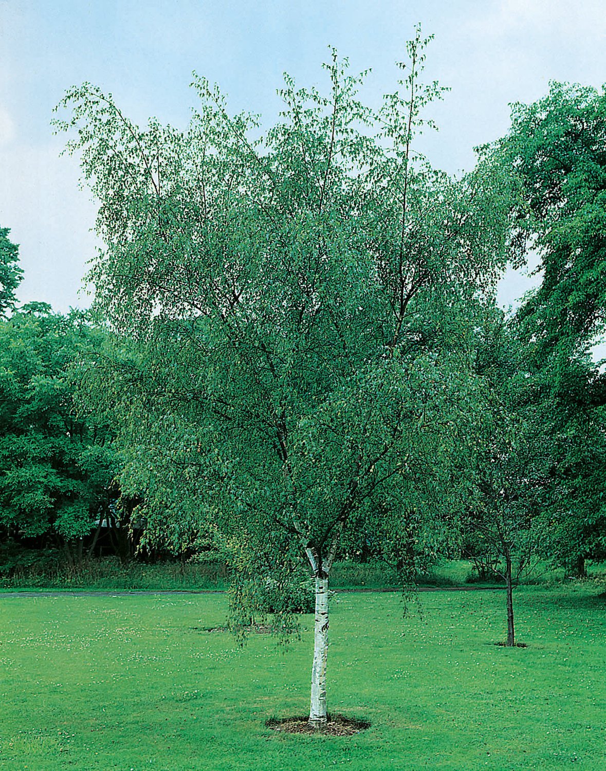 Betula pendula, 60-100 cm