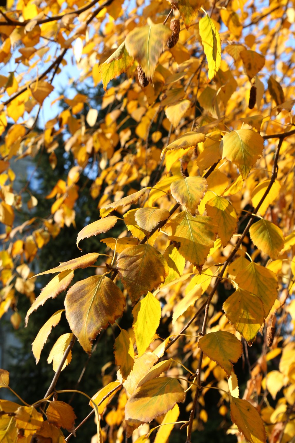 Betula pendula, 60-100 cm