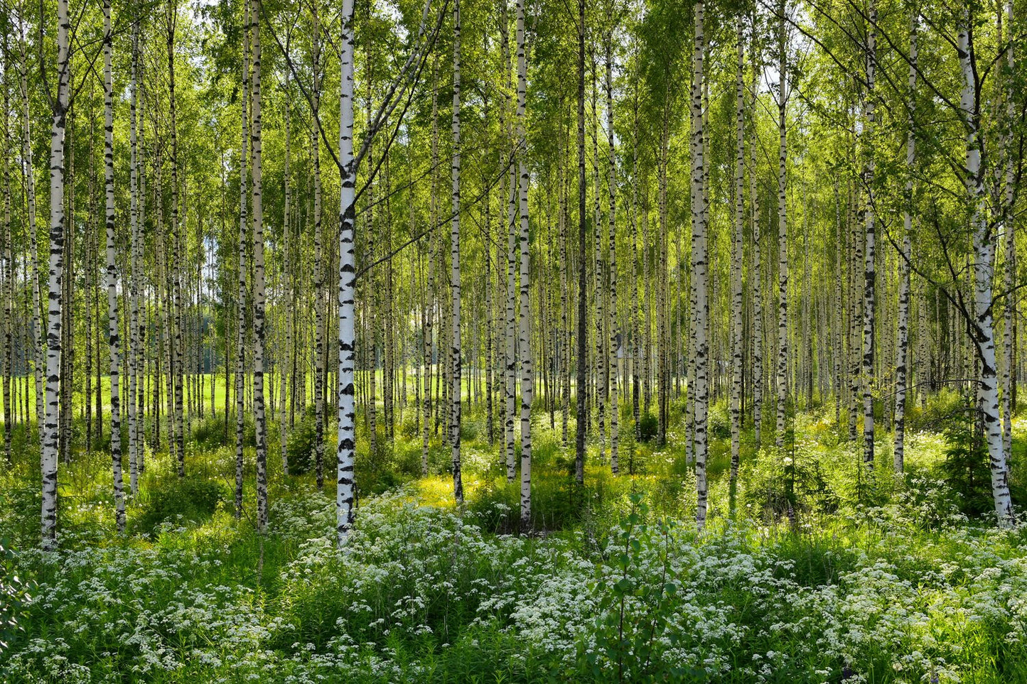 Betula pendula, 60-100 cm