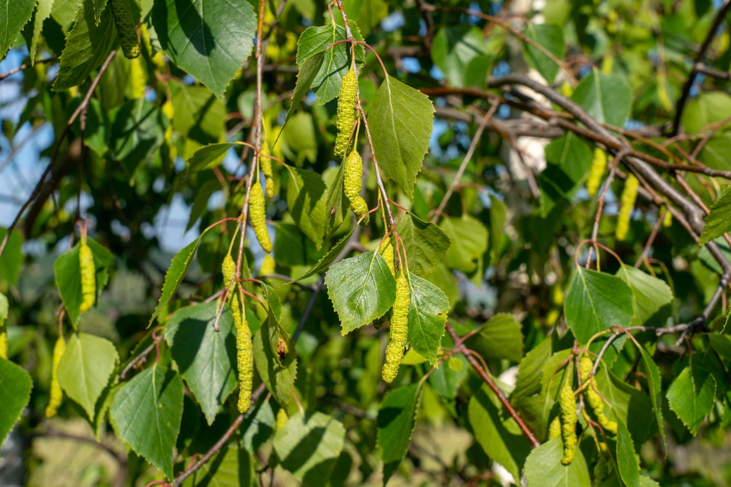 Betula pendula, 60-100 cm