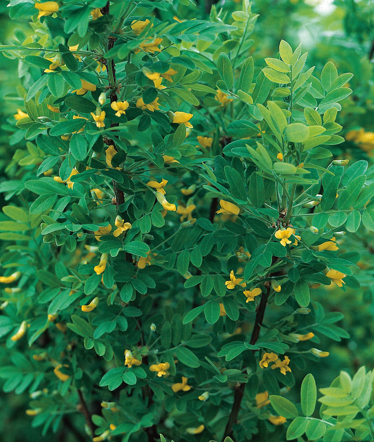 Caragana arborescens, 40-60 cm