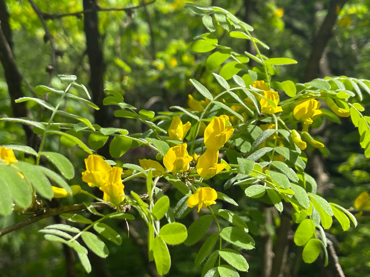 Caragana arborescens, 40-60 cm