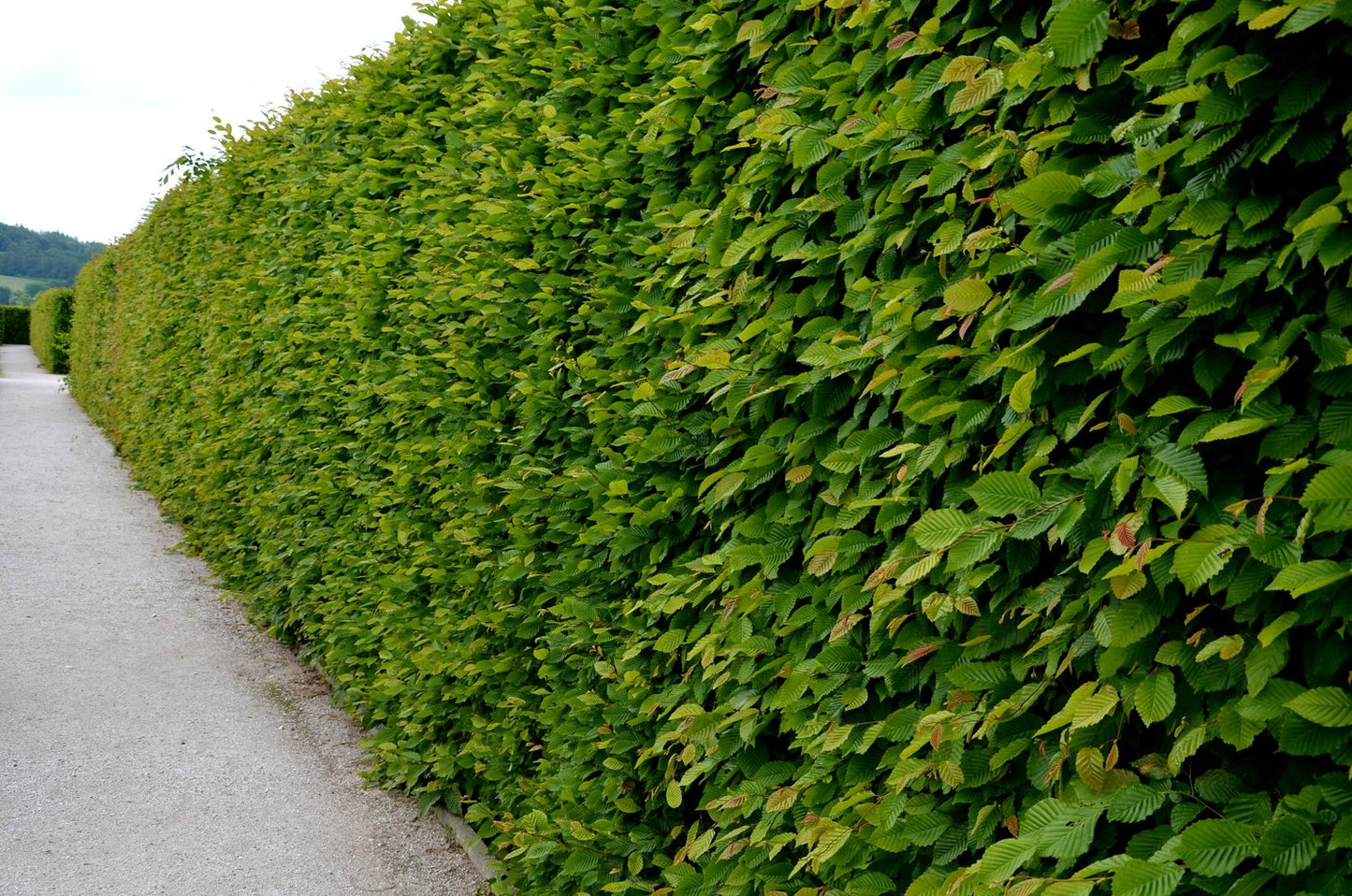 Carpinus betulus, 30-50 cm