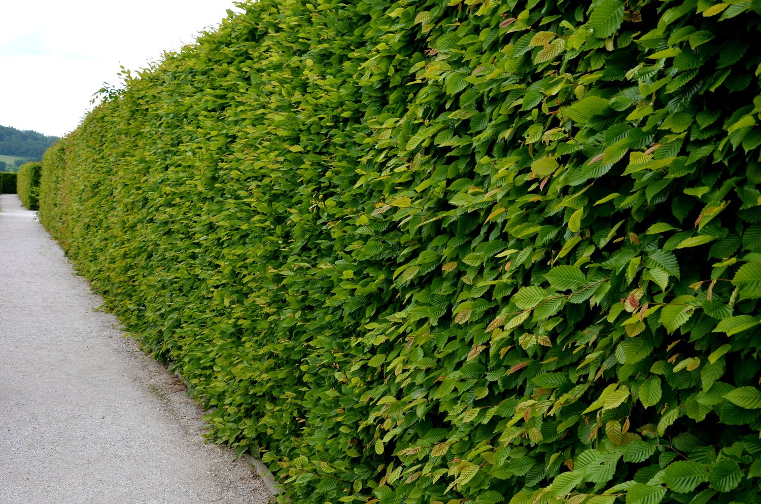 Carpinus betulus, 30-50 cm