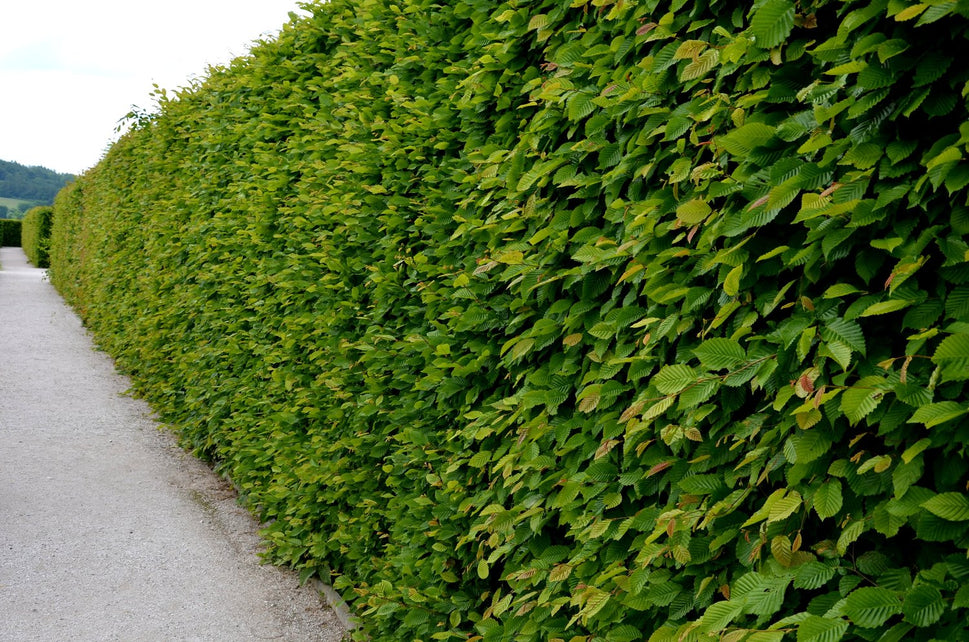 Carpinus betulus, 30-50 cm