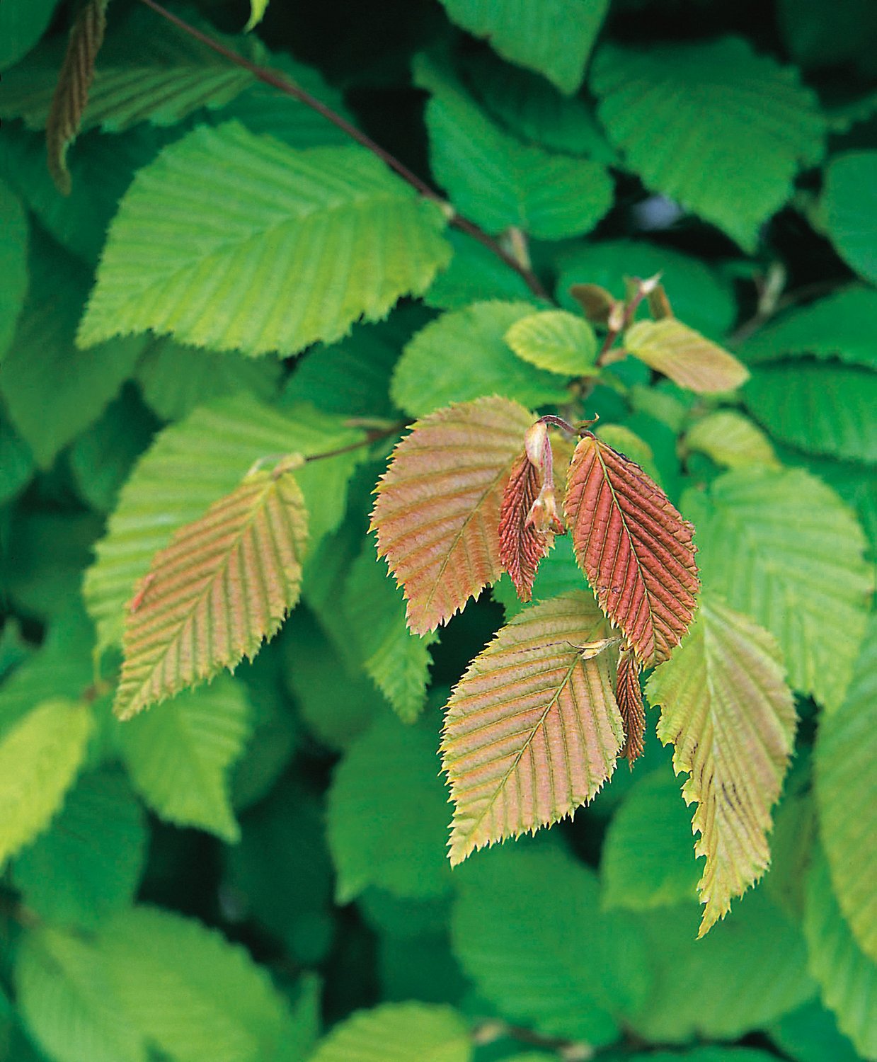 Carpinus betulus, 30-50 cm