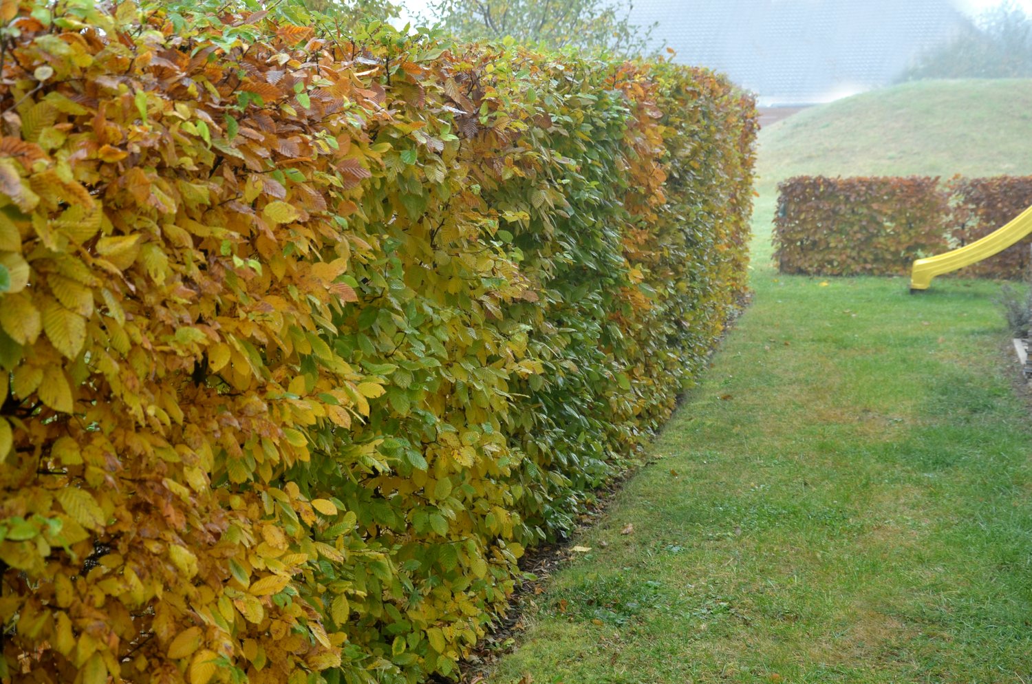 Carpinus betulus, 30-50 cm