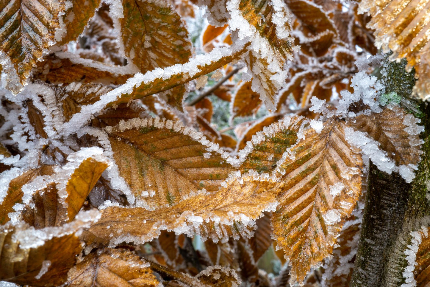 Carpinus betulus, 30-50 cm