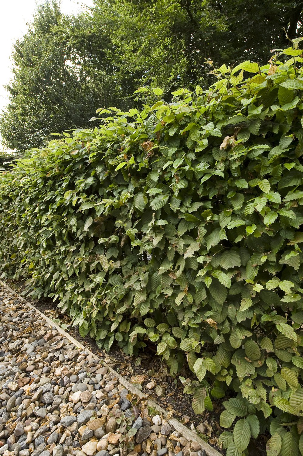 Carpinus betulus, 60-100 cm