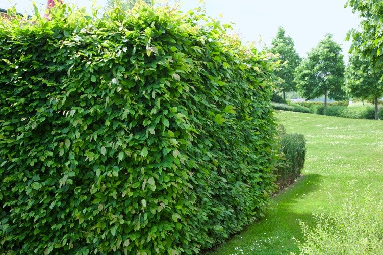 Carpinus betulus, 60-100 cm