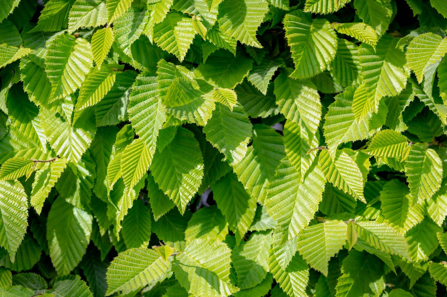 Carpinus betulus, 60-100 cm