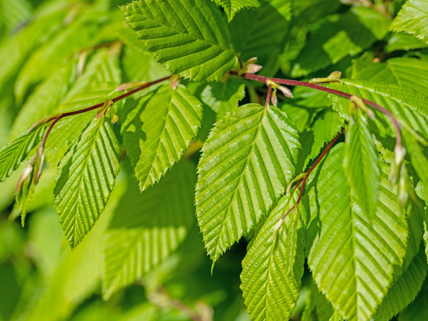 Carpinus betulus, 60-100 cm