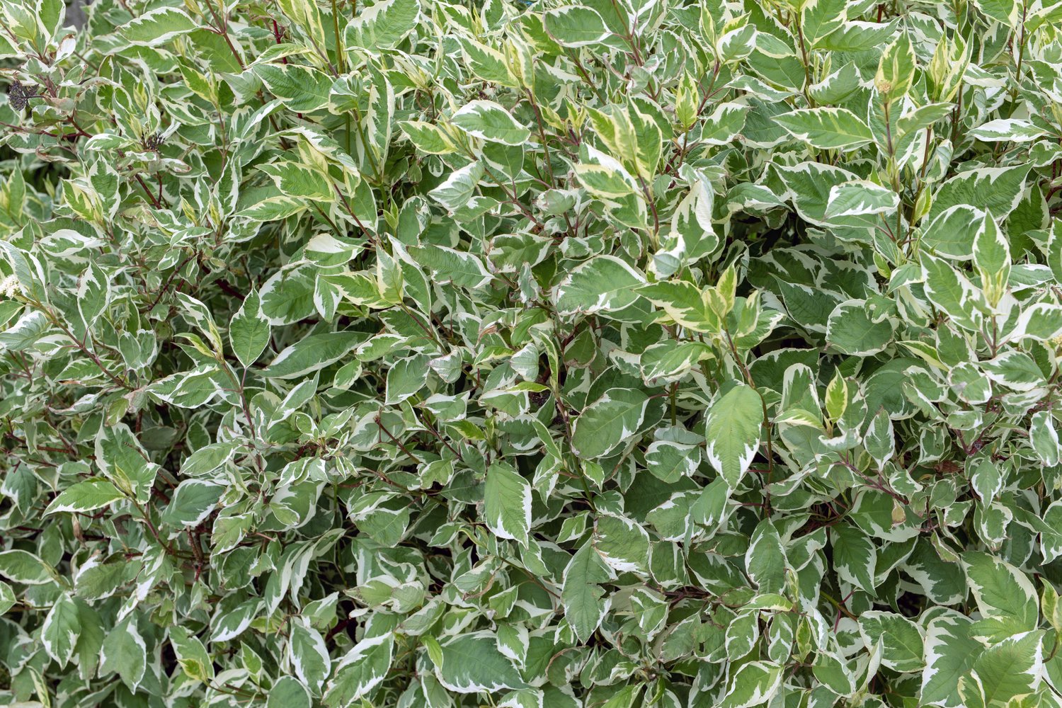 Cornus alba 'Sibirica', 50-80 cm