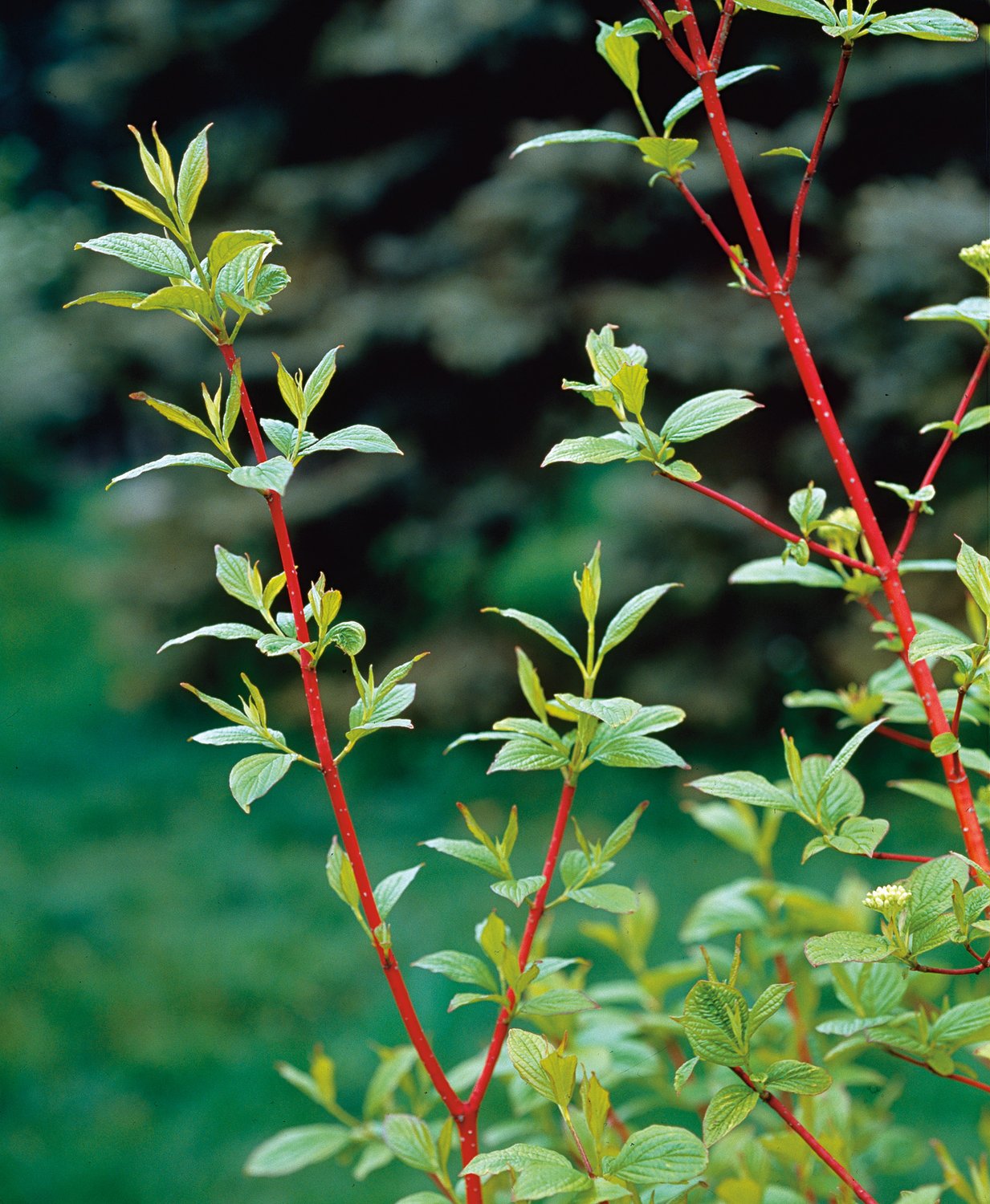 Cornus alba 'Sibirica', 50-80 cm