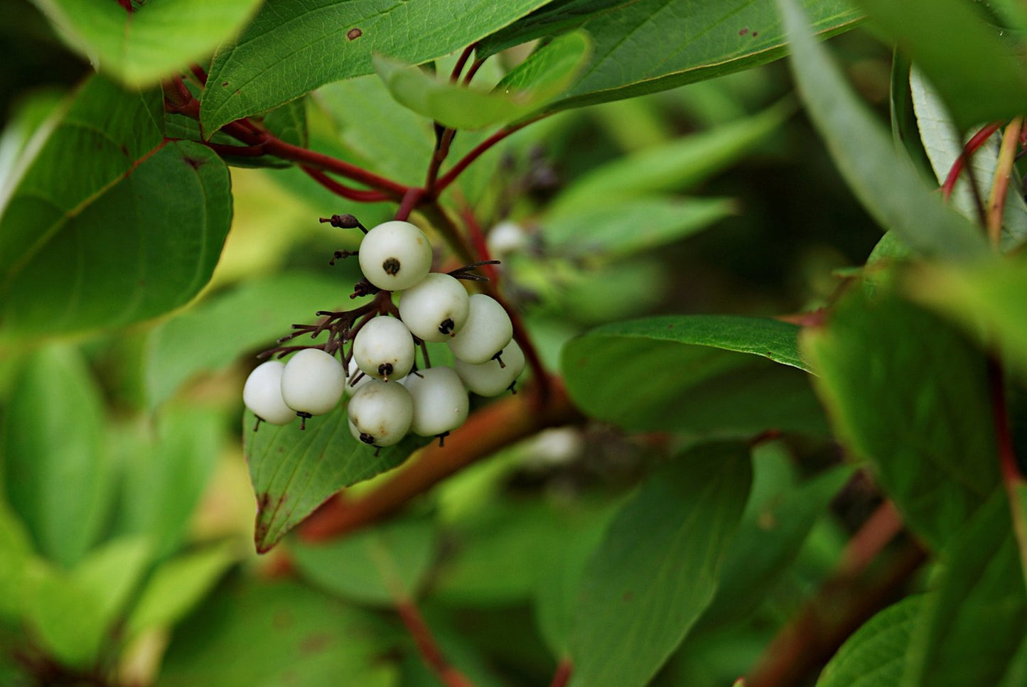 Cornus alba 'Sibirica', 50-80 cm