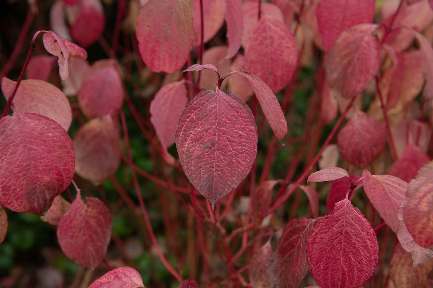 Cornus alba 'Sibirica', 50-80 cm