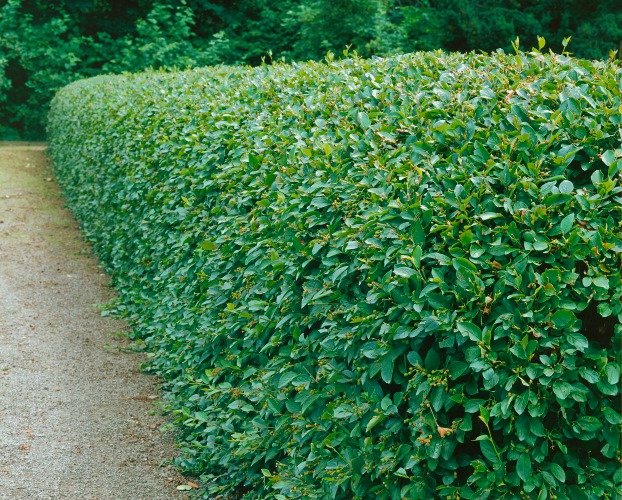 Cotoneaster lucidus, 30-50 cm