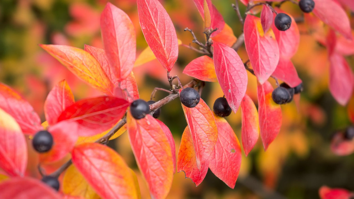 Cotoneaster lucidus, 30-50 cm
