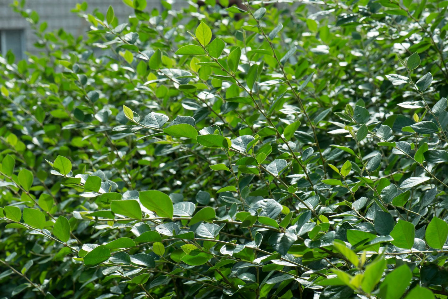 Cotoneaster lucidus, 30-50 cm