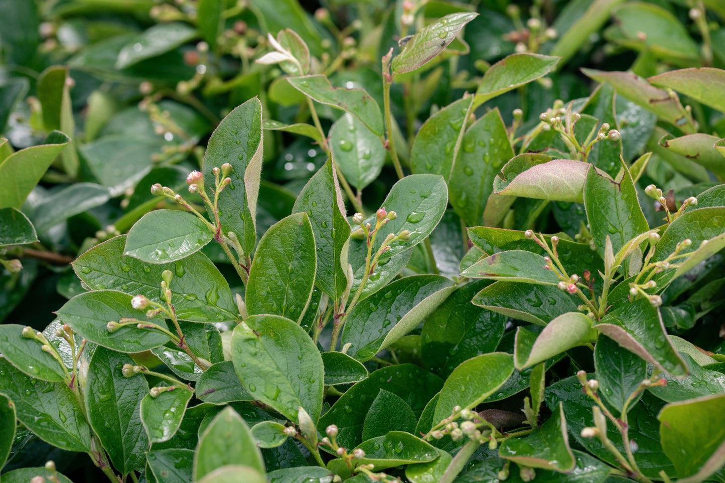 Cotoneaster lucidus, 30-50 cm