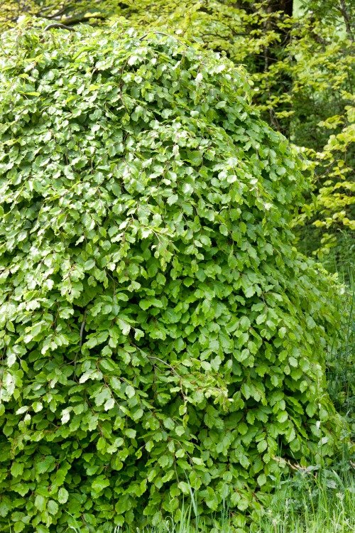 Fagus sylvatica, 50-80 cm