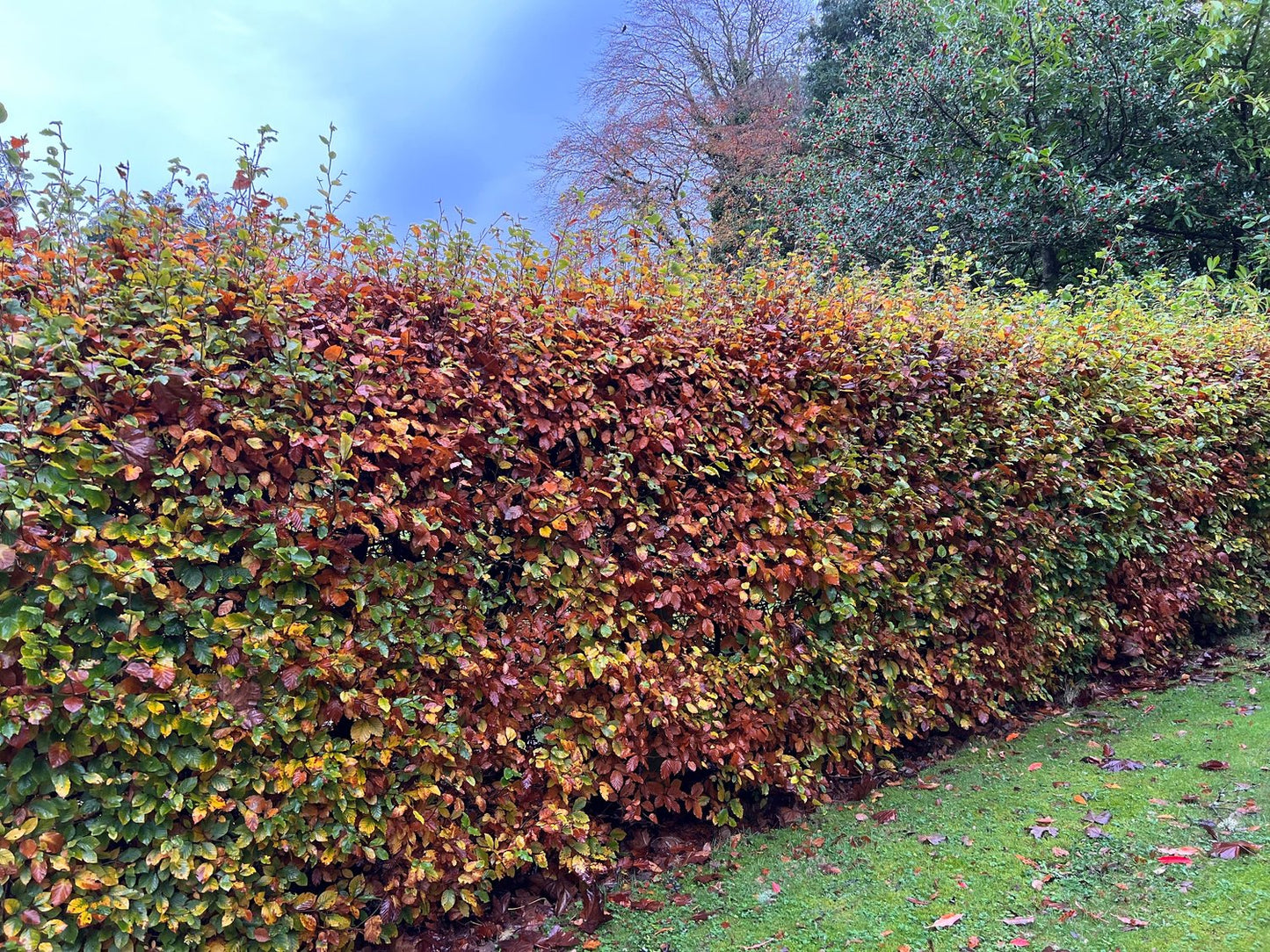 Fagus sylvatica, 50-80 cm