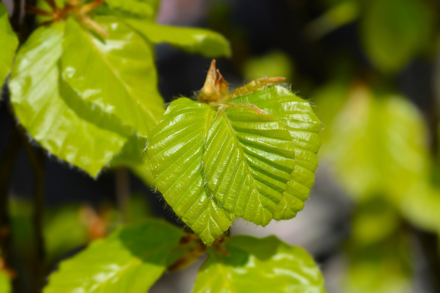 Fagus sylvatica, 50-80 cm