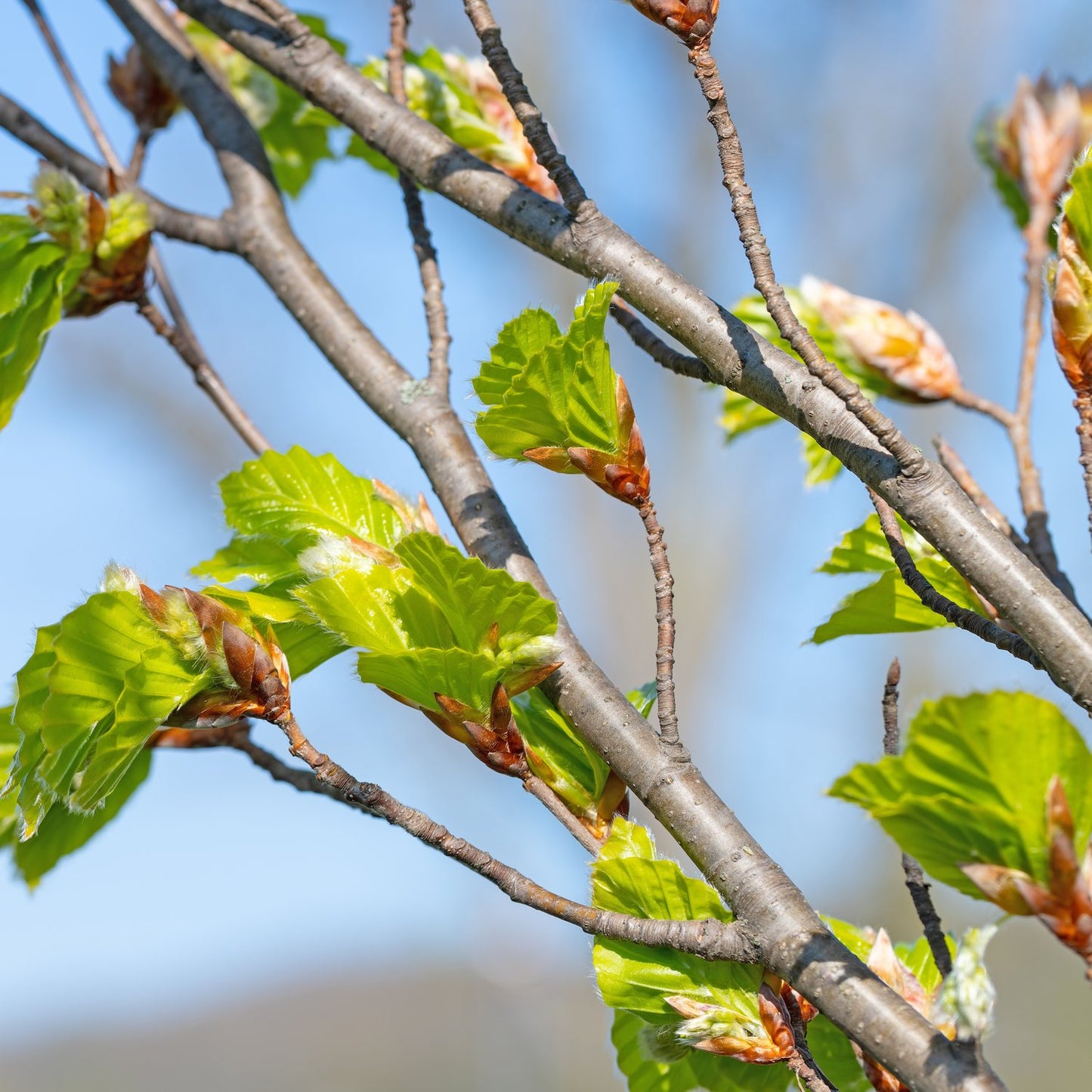 Fagus sylvatica, 50-80 cm