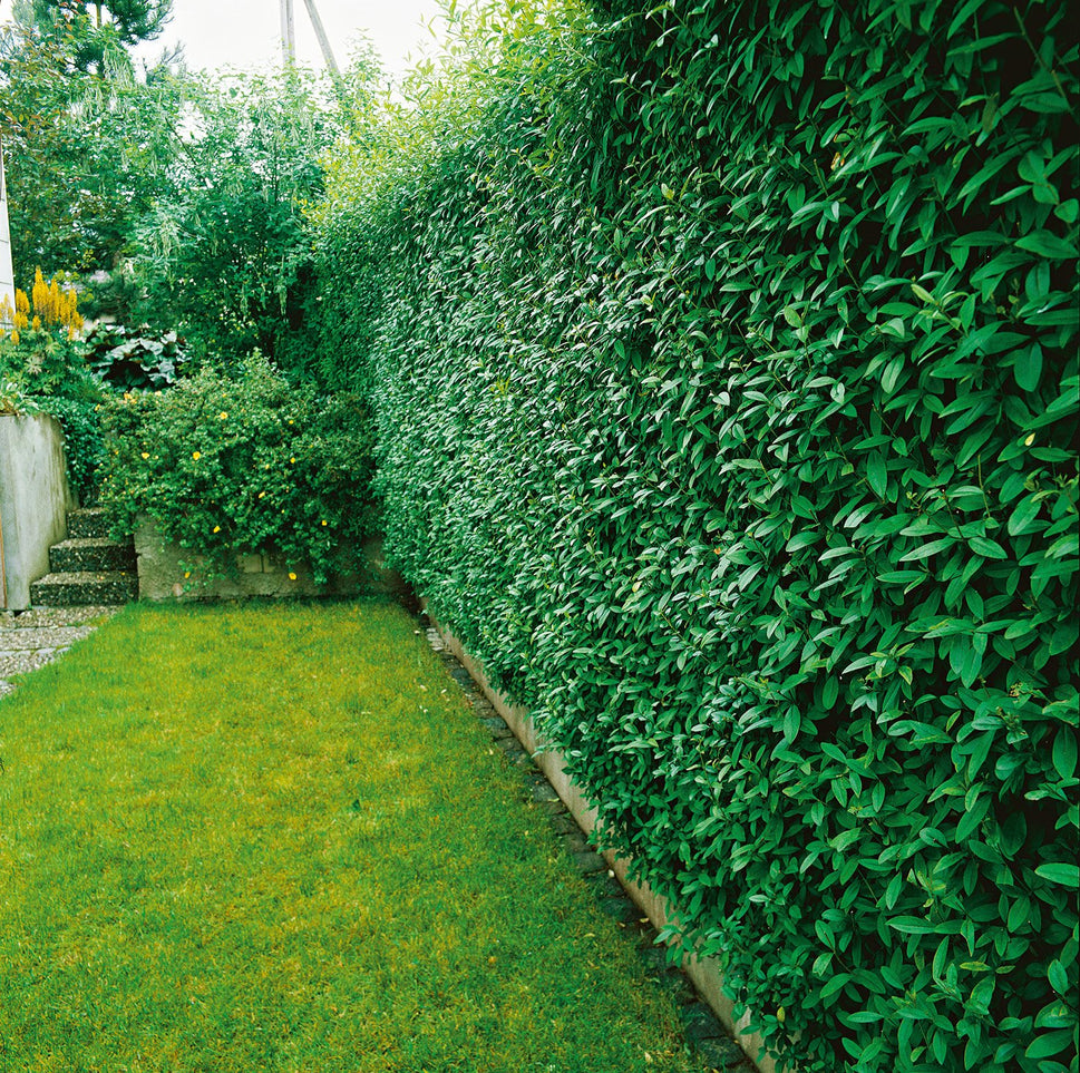 Ligustrum vulgare, 40-60 cm