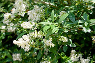 Ligustrum vulgare, 40-60 cm