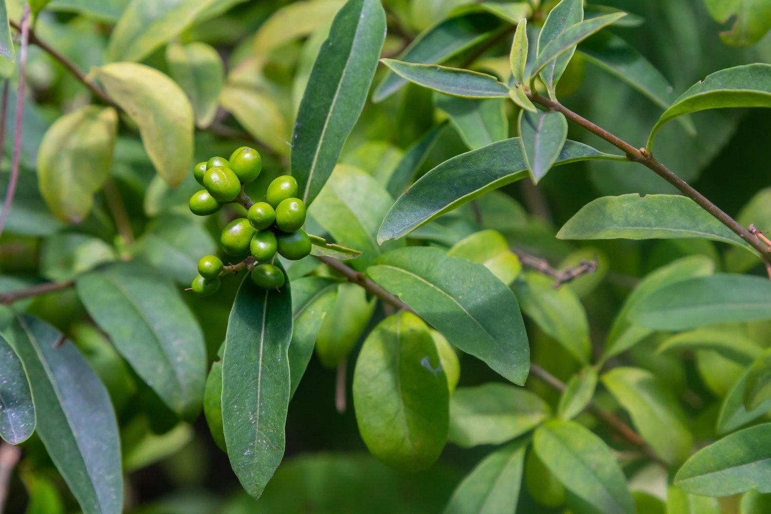Ligustrum vulg. var. ital. 'Liga', 30-50 cm