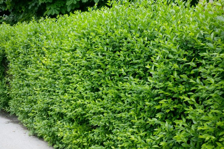 Ligustrum vulg. var. ital. 'Liga', 50-80 cm, 3-5 grenar
